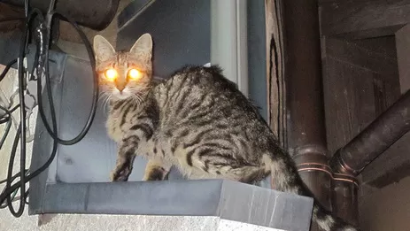 監視器系統就該像被貓監視 高雄監視器系統推薦